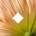 Herbivore Botanicals